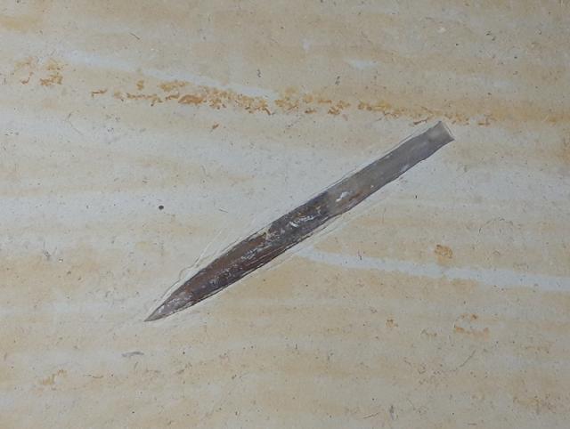 Hibolithes semisulcatus (M�NSTER 1830) - Bild &copy; FossNet FossilienStore